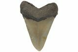 Fossil Megalodon Tooth - North Carolina #219369-1